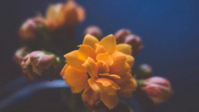 Лечебная музыка для сердца и сосудов ? Музыка для глубокого сна и расслабления для души смотреть онлайн