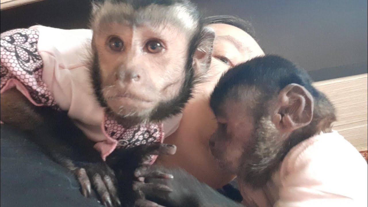 Нарезка забытых видео,домашние обезьянки #обезьяна #monkey #petmonkey