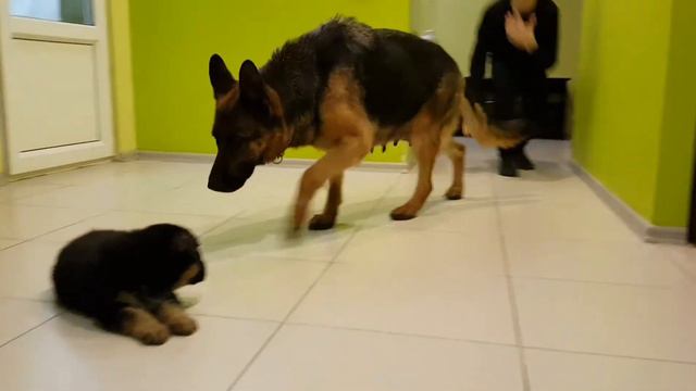 Кобели 1 мес. От Агнесс и Титана