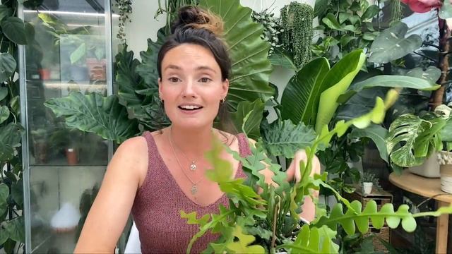 Best Tips for FAST Growth In Epiphyllum Anguliger ? Fishbone / Ric Rac / Zig Zag Cactus Tips смотреть онлайн
