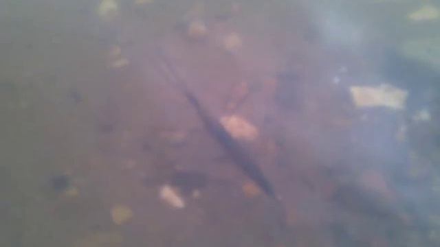 Загадочная Тварь из Камы смотреть онлайн