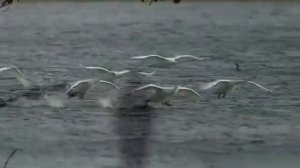 Лебеди Алла Кож Александр Любимов Автор видео Нина Рудакова