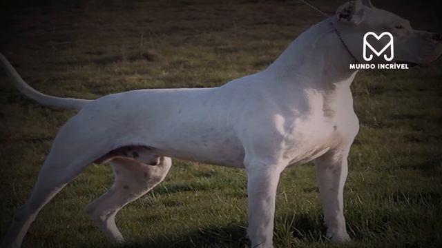 CÃO QUE ENFRENTA ATÉ LEÃO смотреть онлайн