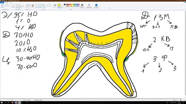 Строение зуба человека - краткая гистология тканей смотреть онлайн