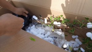 Посылка с клематисами от Светланы Александровой.