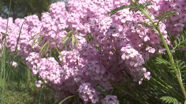 Ботанический сад ЮФУ смотреть онлайн