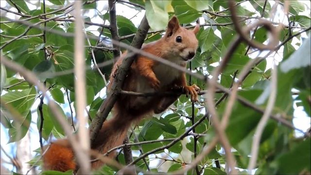 Воробьи атакуют белку
