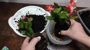 10.06.21.пересадка нового цветущего  декабриста.