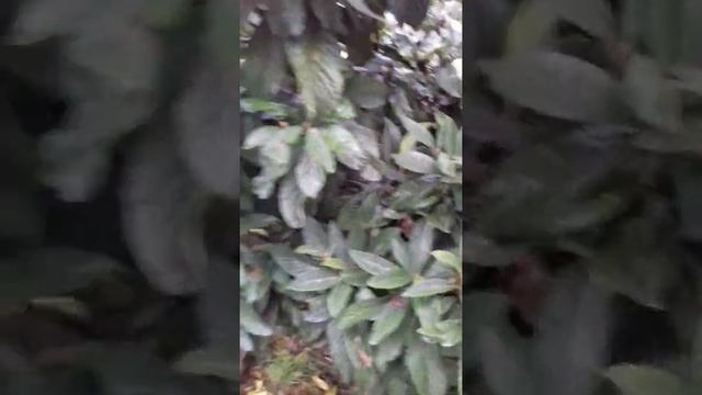 Мушмула японская в горах Грузии смотреть онлайн