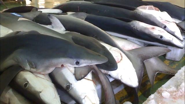 Facts: The Blue Shark смотреть онлайн