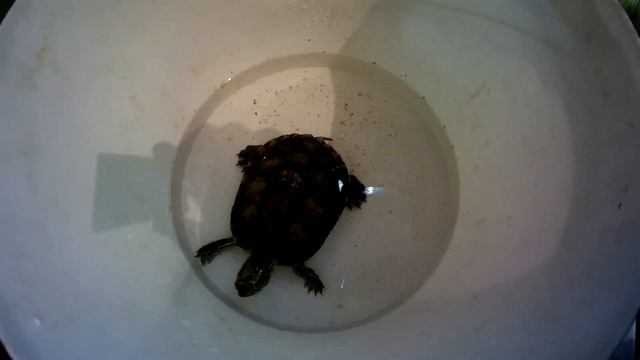 Кормление красноухих черепах сырой рыбой (Аква Хижина, выпуск 40) смотреть онлайн