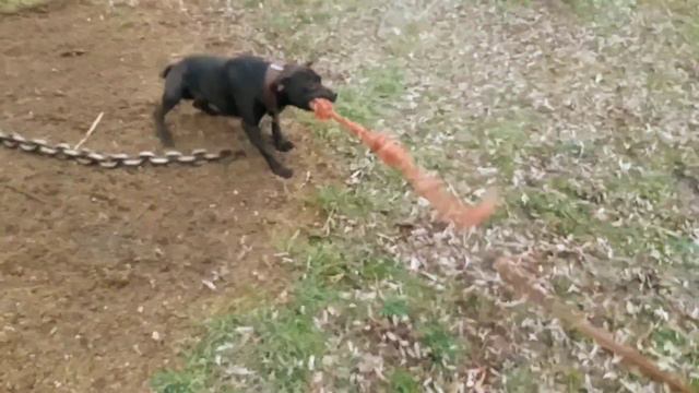 PITBULL PRIDE TRAINING смотреть онлайн