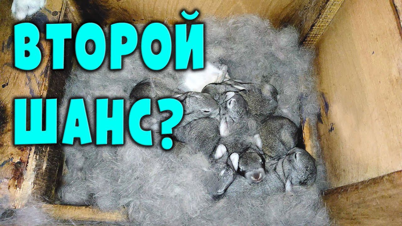 Почему выгоднее дать крольчихе второй шанс смотреть онлайн