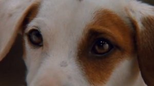 Трудный ребенок 2 гипноз собаки