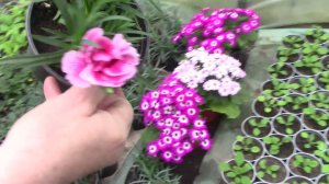 Выращивание цветов в теплице.#выращиваниецветоввтеплице .