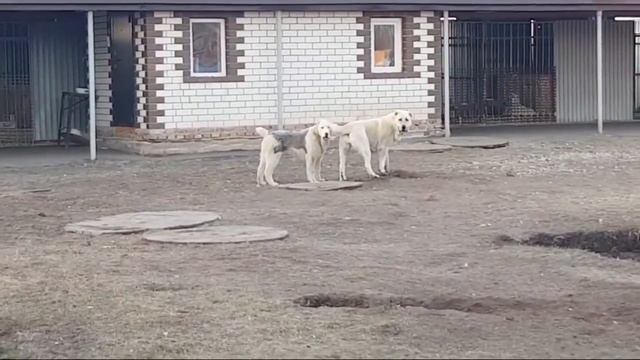 Жизнь Тимерташ смотреть онлайн