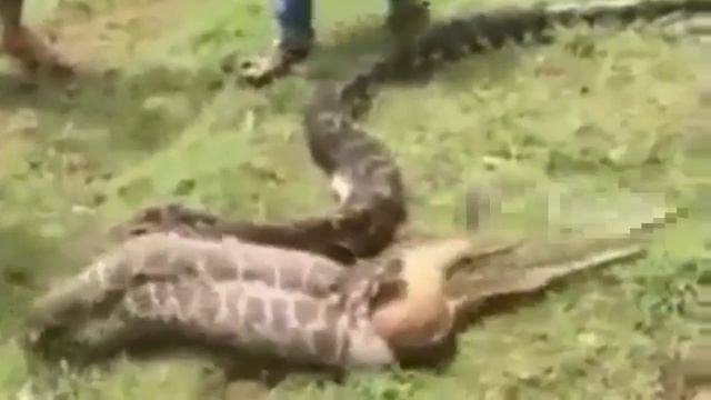 Замечательная подборка о диких животных! смотреть онлайн