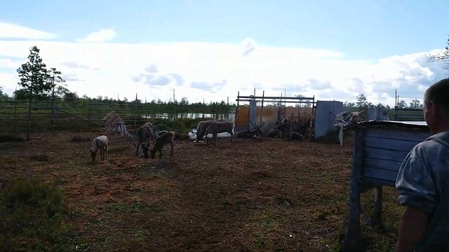 Оленеводы Ханты. Как выжить в лесу. Родовое угодье. смотреть онлайн