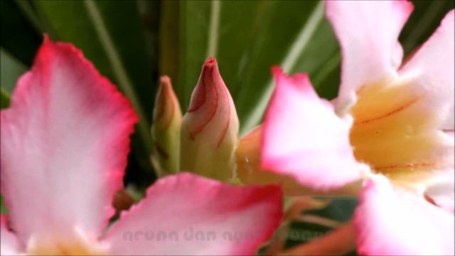 BUNGA - KEINDAHAN BUNGA ADENIUM PINK смотреть онлайн