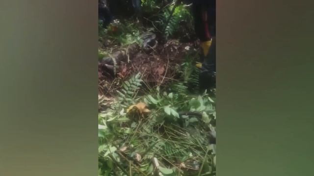 This Woman Was Eaten Alive by a 22 foot Python in the Jungle смотреть онлайн
