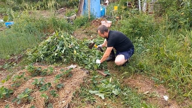 16# КУПИЛА ЗАБРОШЕННУЮ ДАЧУ. МУЖ БЫЛ ПРОТИВ ? Посадила МАЛИНУ в ИЮЛЕ. Сажаю свёклу. Физалис цветёт. смотреть онлайн