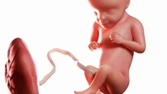 32 Haftalik Homila. Homiladorlikning 32-haftasi.