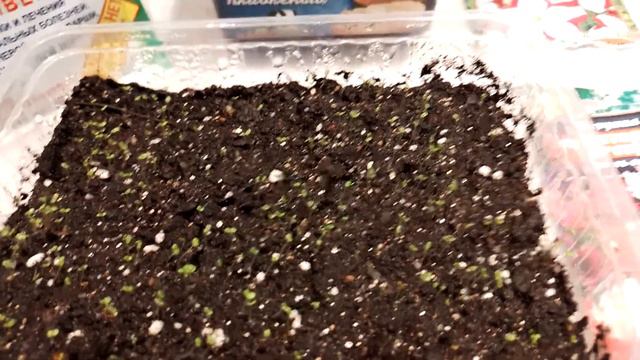 Петуния взошла!Отличный результат! смотреть онлайн