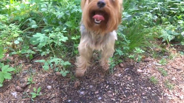 Йоркширский терьер Мичи