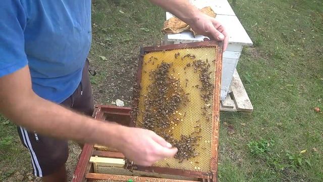Подготовка пчел к зиме.Хранение рамок суши без химии. Медовое сито.Что делать с пчелами в сентябре? смотреть онлайн