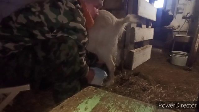 Вредная коза/Пора в запуск/ Дойка козы/Всё молоко котам? смотреть онлайн