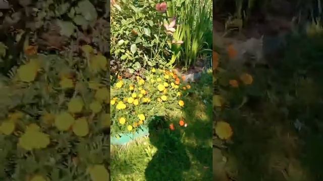 ?ВЛОГ С ДАЧИ! ЧЕМ Я ЗАНИМАЮСЬ ВСЁ ЛЕТО? смотреть онлайн