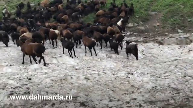 Настоящие гиссарские овцы на высокогорье смотреть онлайн