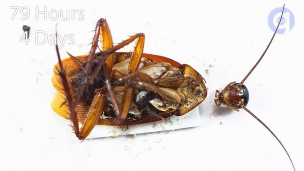 Headless Cockroach Time Lapse - Rotting Time Lapse