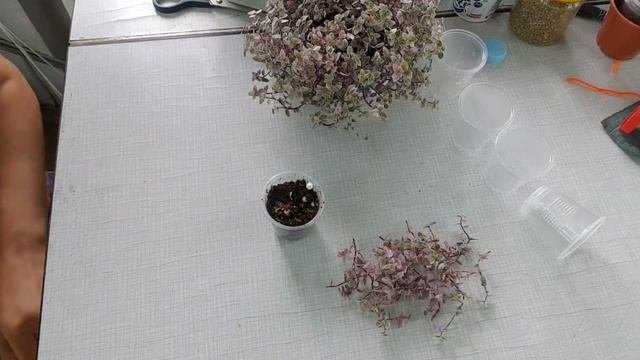 Каллизия, размножение и формирование кустика!