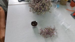 Каллизия, размножение и формирование кустика!