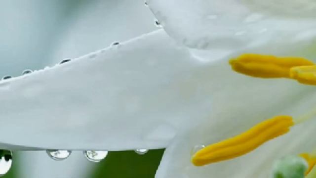 С днём рождения Светлана. смотреть онлайн