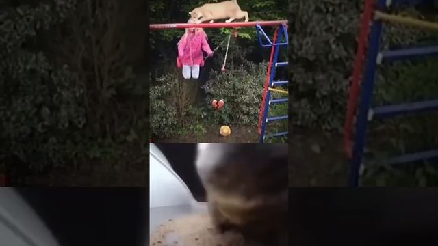 chipi chipi cat🤣 смотреть онлайн