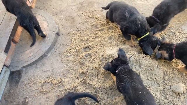 БАНДИТЫ ХОТЕЛИ СБЕЖАТЬ. ЩЕНКИ СДЕЛАЛИ ПОДКОП смотреть онлайн