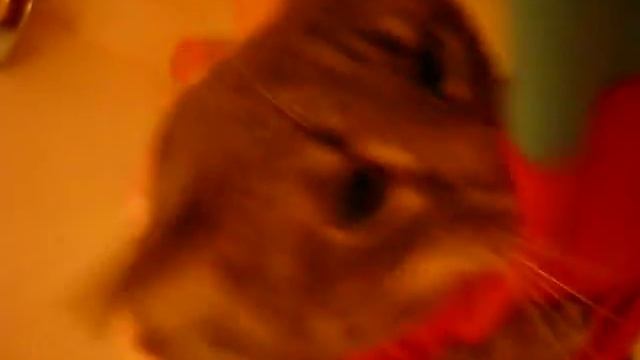 кот который боится воды смотреть онлайн