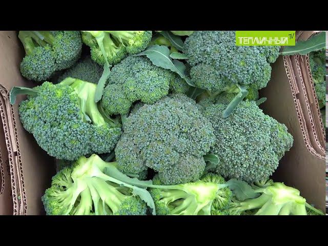 "Тепличный" собирает первый урожай цветной капусты и брокколи смотреть онлайн