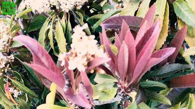 Bronze Leaf Loquat - (Eriobotrya deflexa) смотреть онлайн