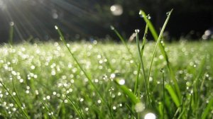 гр. Москва (Н. Носков) - Грибной Дождь (1982).mp4