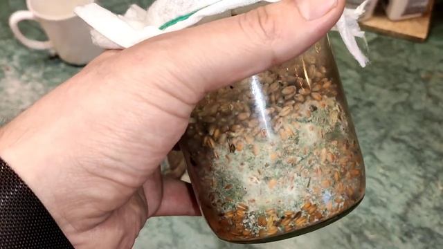ТРИХОДЕРМА ДЛЯ ЧЕРВЕЙ смотреть онлайн