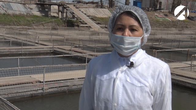 В Астрахани проверяют хозяйства по выращиванию осетровых рыб смотреть онлайн