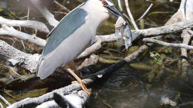 Кваква смотреть онлайн