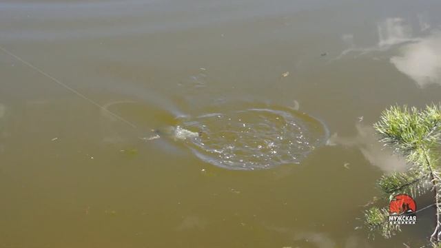 Ловля форели на платнике Area спиннингом Area Fishing