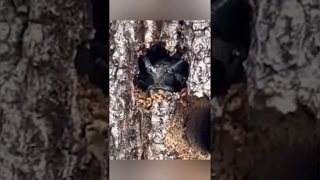 Уничтожитель лесов. Жук-дровосек или усач смотреть онлайн