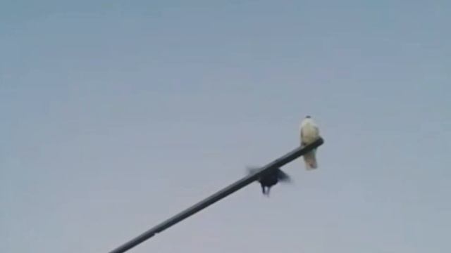 БУХАРСКИЕ ГОЛУБИ МОЕГО ДРУГА САЙФИДИННА УЗБЕКИСТАН ГОРОД БУХАРА смотреть онлайн