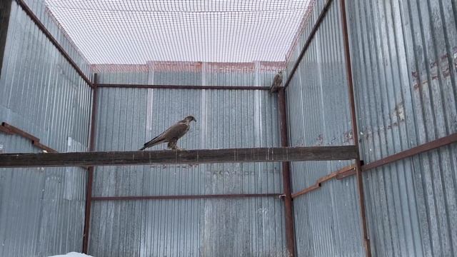 Хищные Птицы Готовятся к Размножению / Время Сокола смотреть онлайн