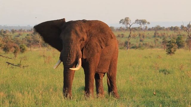 The Best Kruger National Park Wildlife Encounters | Kruger Park Sightings смотреть онлайн
